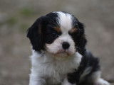 Un chiot mâle Cavalier King Charles tricolore LOF disponible à la vente