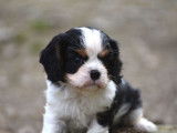 Un chiot mâle Cavalier King Charles tricolore LOF disponible à la vente