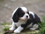 Un chiot mâle Cavalier King Charles tricolore LOF disponible à la vente