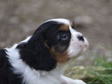 Un chiot mâle Cavalier King Charles tricolore LOF disponible à la vente