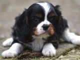 Un chiot mâle Cavalier King Charles tricolore LOF disponible à la vente