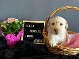 Chiots Labrador &agrave; vendre