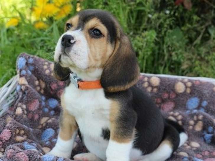 Des chiots Beagles tricolores LOF à réserver
