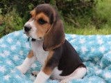Des chiots Beagles tricolores LOF à réserver
