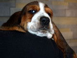 Des chiots Basset Hounds LOF à vendre