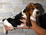 Des chiots Basset Hounds LOF à vendre