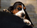 Des chiots Basset Hounds LOF à vendre