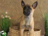 À vendre : 10 chiots Malinois LOF fauve charbonné