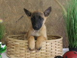 À vendre : 10 chiots Malinois LOF fauve charbonné