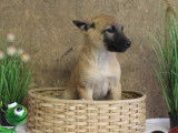 À vendre : 10 chiots Malinois LOF fauve charbonné