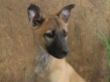 À vendre : 10 chiots Malinois LOF fauve charbonné