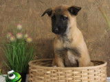 À vendre : 10 chiots Malinois LOF fauve charbonné