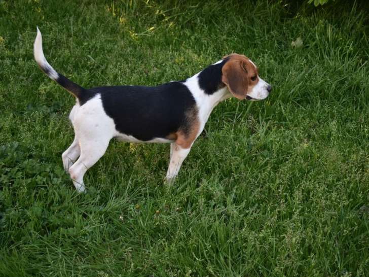 Chiot femelle Beagle LOF tricolore disponible
