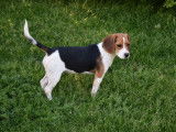 Chiot femelle Beagle LOF tricolore disponible