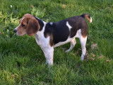 Chiot femelle Beagle LOF tricolore disponible