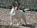 Chienne Jack Russell Terrier LOF de 4 ans à vendre