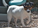 Chienne Jack Russell Terrier LOF de 4 ans à vendre