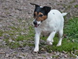 Chienne Jack Russell Terrier LOF de 4 ans à vendre
