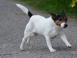 Chienne Jack Russell Terrier LOF de 4 ans à vendre