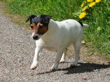 Chienne Jack Russell Terrier LOF de 4 ans à vendre