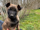3 chiots Bergers Belges Malinois mâles LOF disponibles