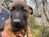 3 chiots Bergers Belges Malinois mâles LOF disponibles
