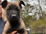 3 chiots Bergers Belges Malinois mâles LOF disponibles