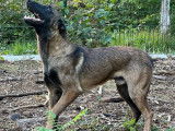 3 chiots Bergers Belges Malinois mâles LOF disponibles