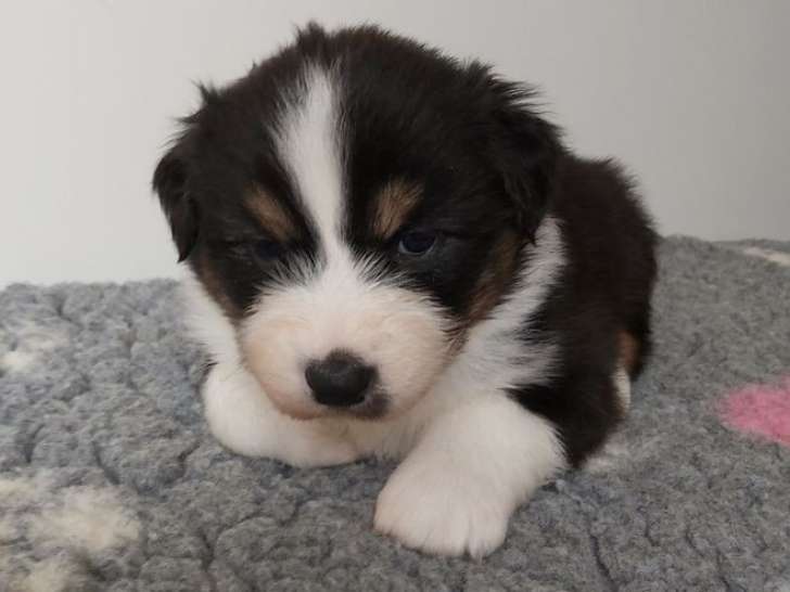 À réserver 2 chiots femelles Bergers Australiens tricolores LOF