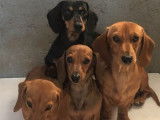 3 chiots Teckels fauves à poil ras LOF à la réservation