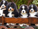 12 chiots Bouviers Bernois LOF à la réservation