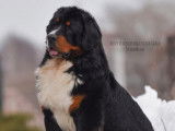 12 chiots Bouviers Bernois LOF à la réservation