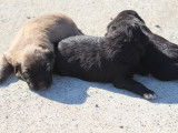 4 chiots Bergers des Pyrénées LOF à réserver