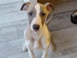 Chiots Whippet LOF à vendre