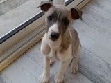 Chiots Whippet LOF à vendre