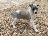 Chiots Whippet LOF à vendre