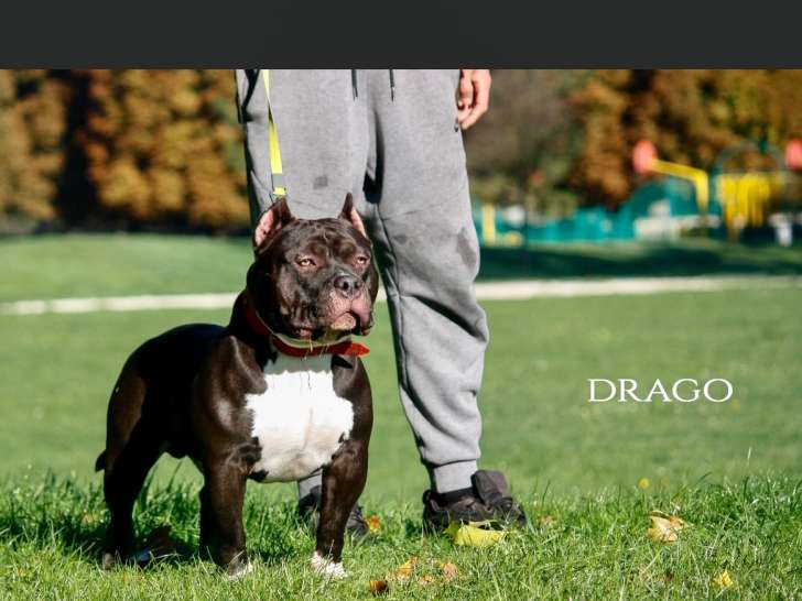 Vend American Bully adulte