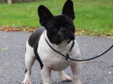 Chien Bouledogue Français LOF disponible pour saillie