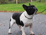Chien Bouledogue Français LOF disponible pour saillie