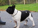 Chien Bouledogue Français LOF disponible pour saillie
