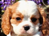 Chiot mâle Cavalier King Charles LOF blenheim