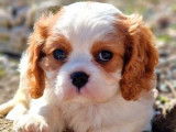 Chiot mâle Cavalier King Charles LOF blenheim