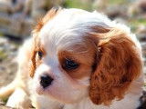 Chiot mâle Cavalier King Charles LOF blenheim