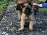 4 chiots Tervuerens LOF fauve charbonné disponibles à la vente