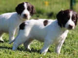 9 chiots Épagneuls Français LOF à réserver