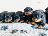 Chiots Rottweiler LOF &agrave; vendre