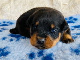 Chiots Rottweiler LOF &agrave; vendre
