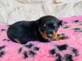 Chiots Rottweiler LOF &agrave; vendre