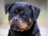 Chiots Rottweiler LOF &agrave; vendre