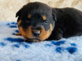 Chiots Rottweiler LOF &agrave; vendre